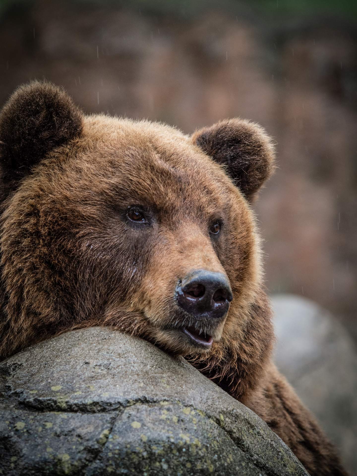 Zoo Brno